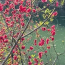桂林旅游 缩略图 9