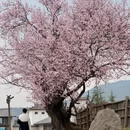 丽江旅游 缩略图 2