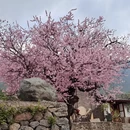 丽江旅游 缩略图 5