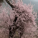 丽江旅游 缩略图 12