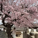 丽江旅游 缩略图 9
