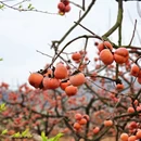 桂林旅游 缩略图 14