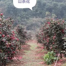 桂林旅游 缩略图 8