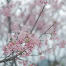 桂林旅游 缩略图 5