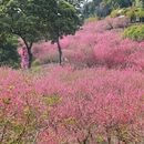 佛山旅游 缩略图 1
