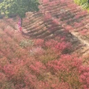 佛山旅游 缩略图 9