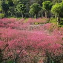 佛山旅游 缩略图 7