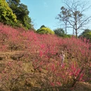 佛山旅游 缩略图 5