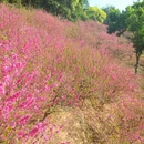 佛山旅游 缩略图 4