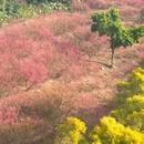 佛山旅游 缩略图 14
