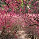 佛山旅游 缩略图 10