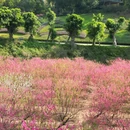佛山旅游 缩略图 16