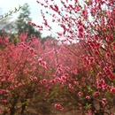 佛山旅游 缩略图 13