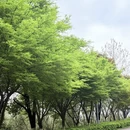 岳阳旅游 缩略图 6