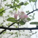 岳阳旅游 缩略图 7