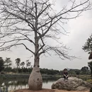 南宁旅游 缩略图 14