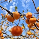 桂林旅游 缩略图 8