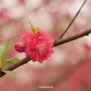 黄冈旅游 缩略图 4