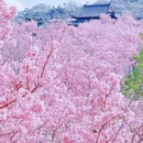 桂林旅游 缩略图 8