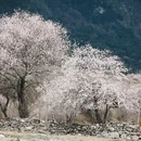 林芝旅游 缩略图 9