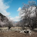 林芝旅游 缩略图 14
