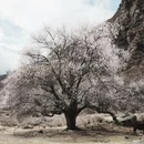 林芝旅游 缩略图 11