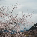 林芝旅游 缩略图 8