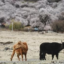 林芝旅游 缩略图 10