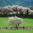 林芝旅游 缩略图 18