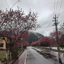 黄山旅游 缩略图 1