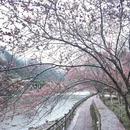 黄山旅游 缩略图 3