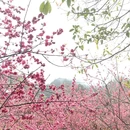 黄山旅游 缩略图 2