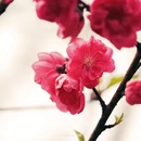黄冈旅游 缩略图 8