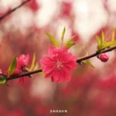 黄冈旅游 缩略图 2