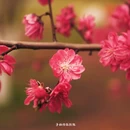 黄冈旅游 缩略图 7