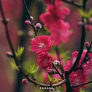黄冈旅游 缩略图 11