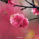 黄冈旅游 缩略图 15