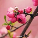 黄冈旅游 缩略图 17