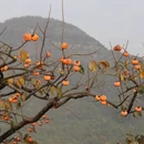贺州旅游 缩略图 6