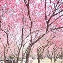 桂林旅游 缩略图 4