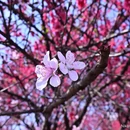 桂林旅游 缩略图 6