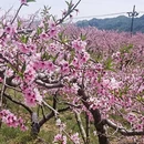 丹东旅游 缩略图 4