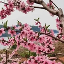 丹东旅游 缩略图 6