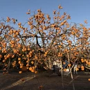 桂林旅游 缩略图 1