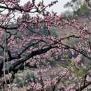 成都旅游 缩略图 5