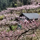 成都旅游 缩略图 13