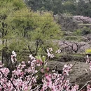 成都旅游 缩略图 12