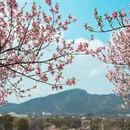 苏州旅游 缩略图 14