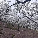 重庆旅游 缩略图 3