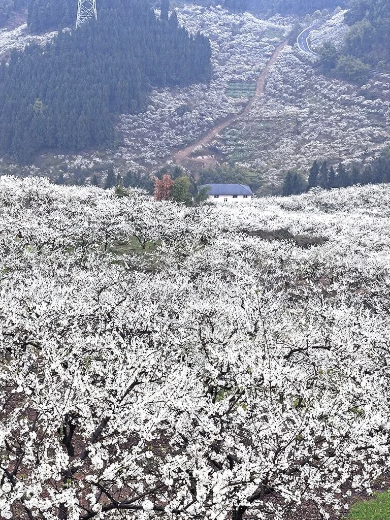 重庆旅游